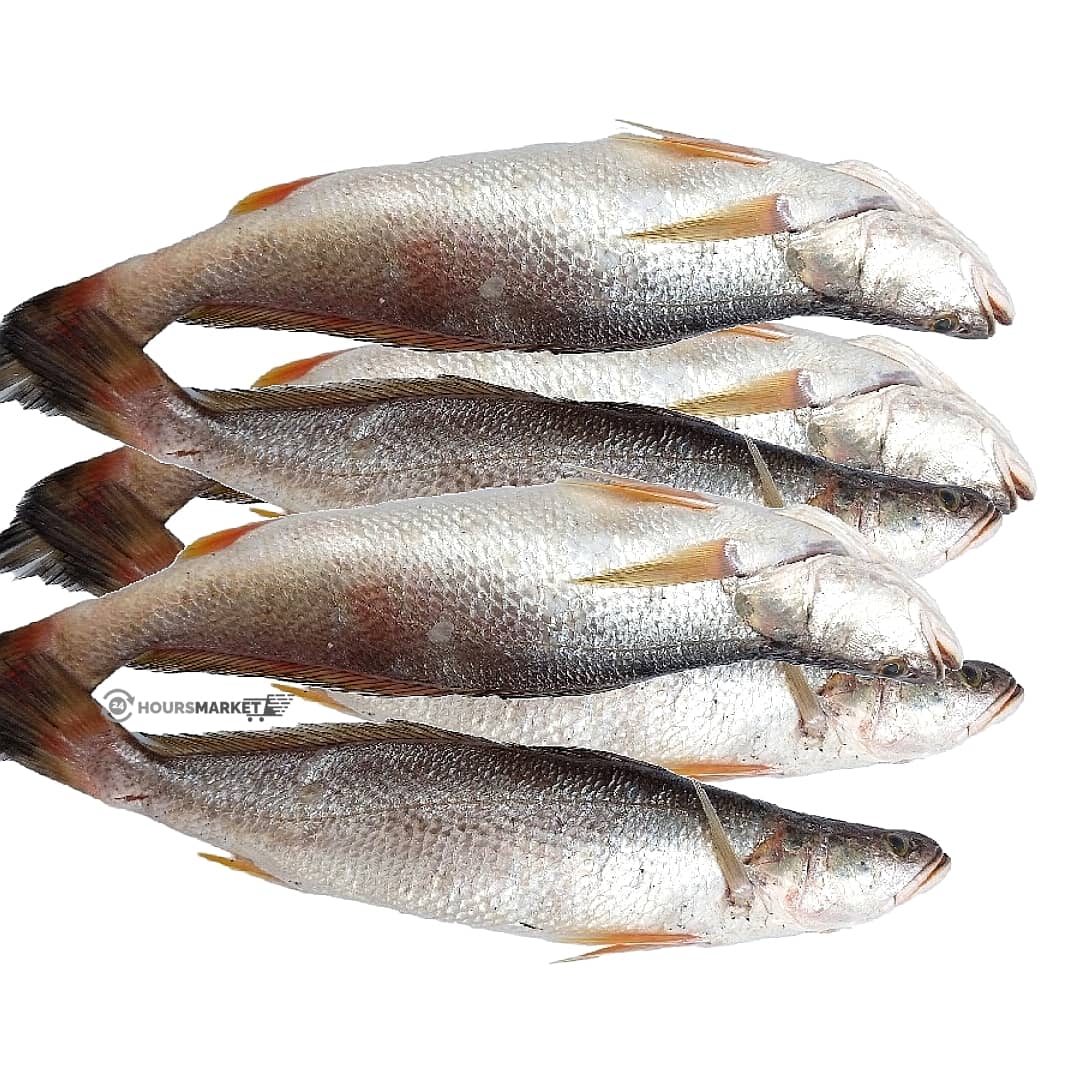 Fresh Catfish — Grade A Supply